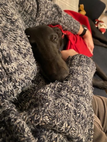 Hero finds a forever home