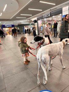 Young dog walker in the making...