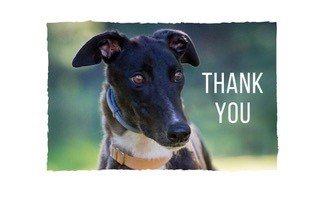 Bristol DAWG (Greyhound & Lurcher Rescue) raise an amazing amount for their charity