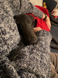 Hero finds a forever home