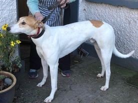 Bristol DAWG in-centre