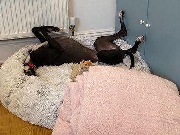Little Florrie finds a forever home in Clifton